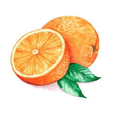 Hand drawn watercolor illustration of isolated orange on the white background - 119361124