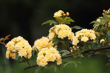 キモッコウバラ