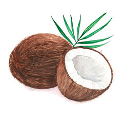 Hand drawn watercolor illustration of isolated coconut on the white background 
