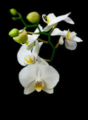 Naklejka na ściany i meble blossoming branch of white orchid isolated on a black background