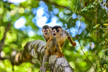Naklejka premium Squirrel Monkey on branch of tree - animals in wilderness