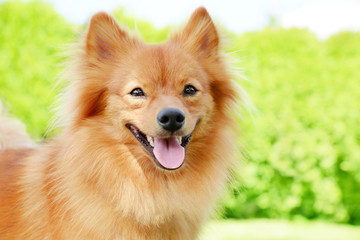 Portrait of a Pomeranian dog on green natural background.