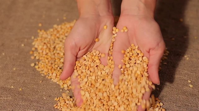 Yellow peas spilling on burlap. harvesting. spilling hands