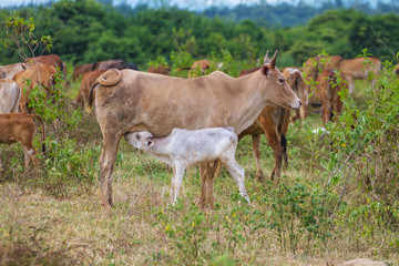 Obraz premium Young calf drinks milk from his mother