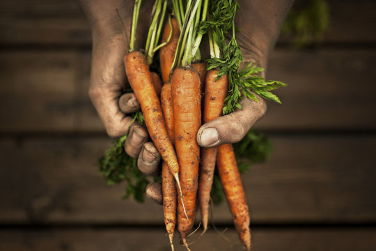 Hands holding carrot, studio shot