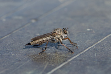 Closeup horsefly