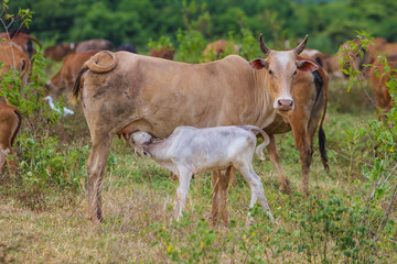 Naklejka na ściany i meble Young calf drinks milk from his mother