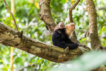 Capuchin Monkey on branch of tree - animals in wilderness