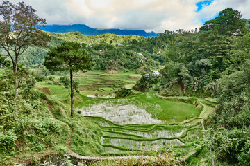 Fototapeta na wymiar rice paddy terrace fields Philippines