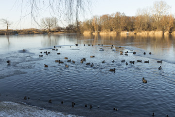 Jezioro w parku miejskim, zimowa sceneria © SylaK