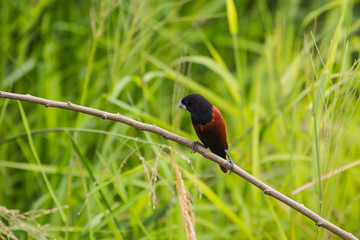 Chestnut Munia perching on a branch