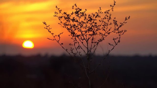 Contour dry bush at sunset. Dry branch in the desert against the setting sun