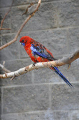 Red parrot with a blue breast and tail, sitting on a branch on a background of artificial zoo wall.