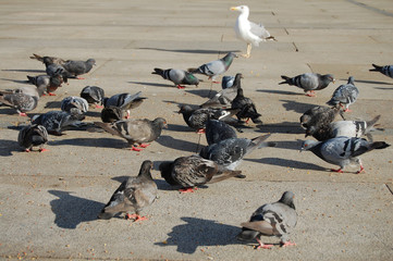 Obraz premium Palomas comiendo