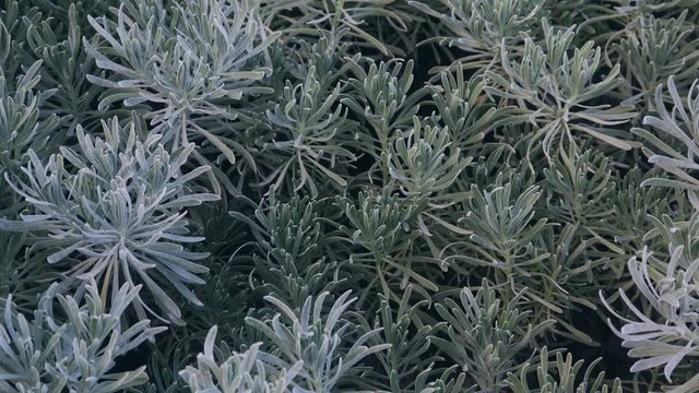 Coastal Sea Lavender in breeze.