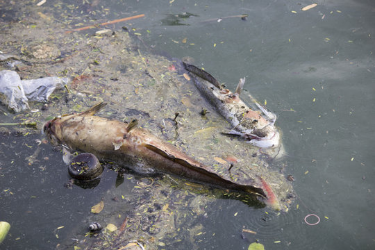 fish die due to water pollution