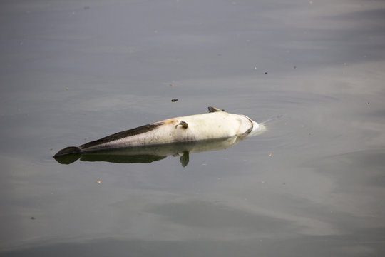 fish die due to water pollution