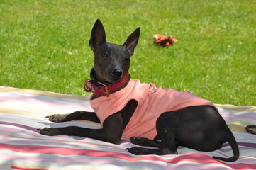 chien nu American Hairless terrier avec pull 