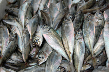 Pescado en el mercado, Sardinas