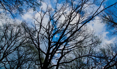 branches against sky with white clouds