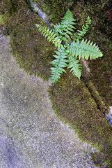 Ferns growing on a concrete wall