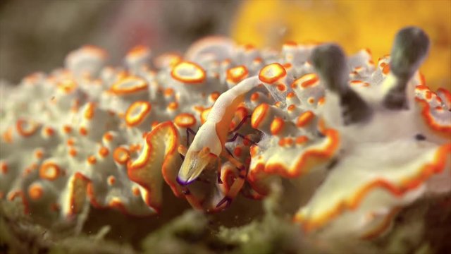 King Shrimp on the nudibranch