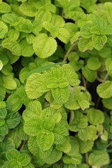 Pepper mint leaves in garden.