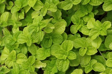 Pepper mint leaves in garden.