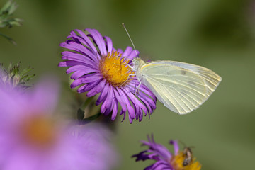 Cabbage White