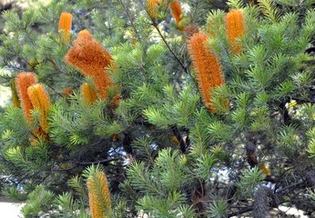 closeup of an orange Banksia shrub at the Royal Botanical Gardens, Sydney Australia  © skyf