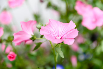 Fototapeta premium Pinke Bechermalve