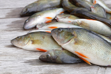 Large group of european bass fish laying on a bridge
