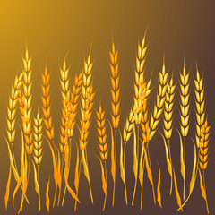 Field of wheat vector illustration.