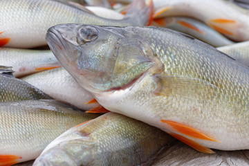 Closeup of european bass fish laying on a bridge
