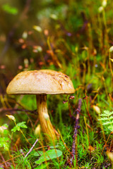 Closeup mushroom in moss
