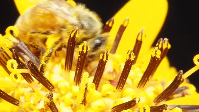 Closeup macro video footage of a honeybee actively harvesting pollen from a yellow ligularia flower.