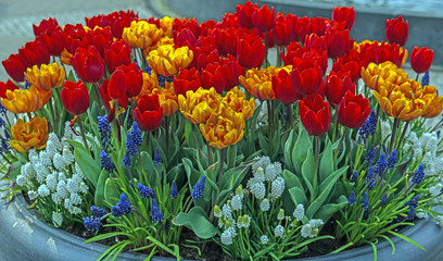 Grape Hyacinth (Muscari) and Tulip display at the annual Keukenhof Gardens spectacle near Amsterdam, the Netherlands