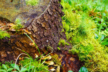 Obraz premium tree stump covered with moss