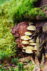 Bunch of fungus grows on old mossy tree