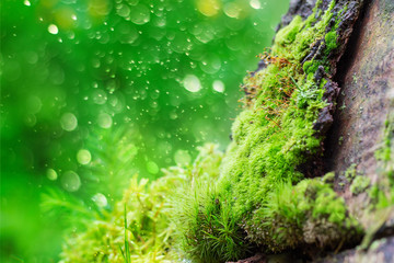 Fototapeta premium Green moss on bark against bokeh background