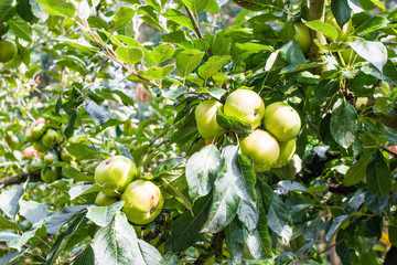 Pack of apples on tree