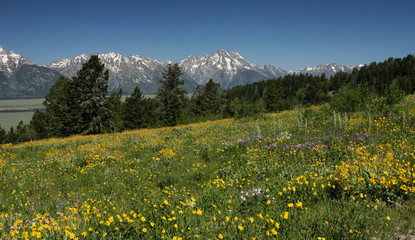 Teton Wildflowers