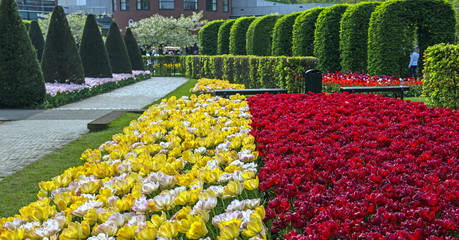 Tulip display at the annual Spring Keukenhof Gardens spectacle near Amsterdam, The Netherlands - 119373382