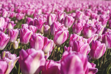 Fototapeta premium tulips field