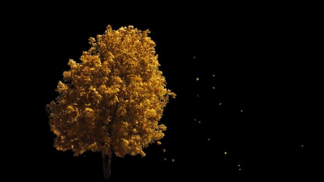 Blowing on the wind beautiful full size real autumn yellow lonely tree with leaves falling, isolated on alpha channel with black and white luminance matte, perfect for digital composition