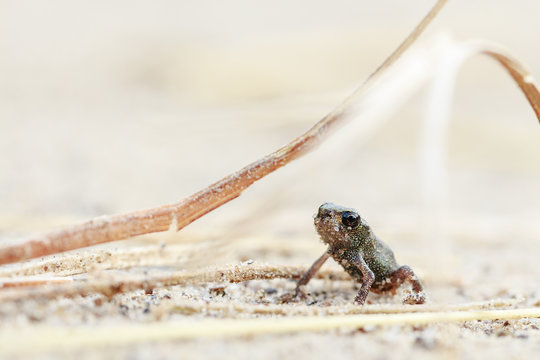Tiny frog on sand