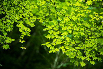 新緑の葉っぱ