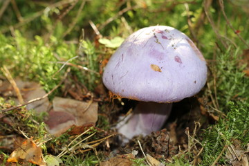 Несъедобный гриб необычного голубого цвета в лесу. - obrazy, fototapety, plakaty