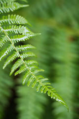 Closeup wet green fern leaf in forest