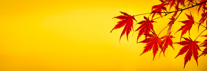 Rotes Herbstlaub vor gelbem Hintergrund